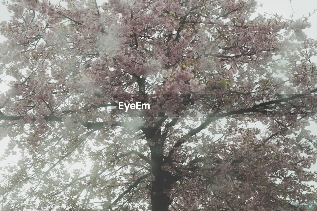 LOW ANGLE VIEW OF CHERRY TREE