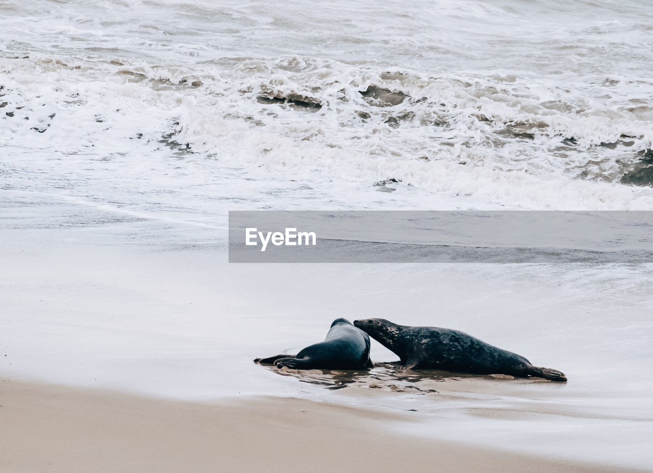 Seals lying on shore