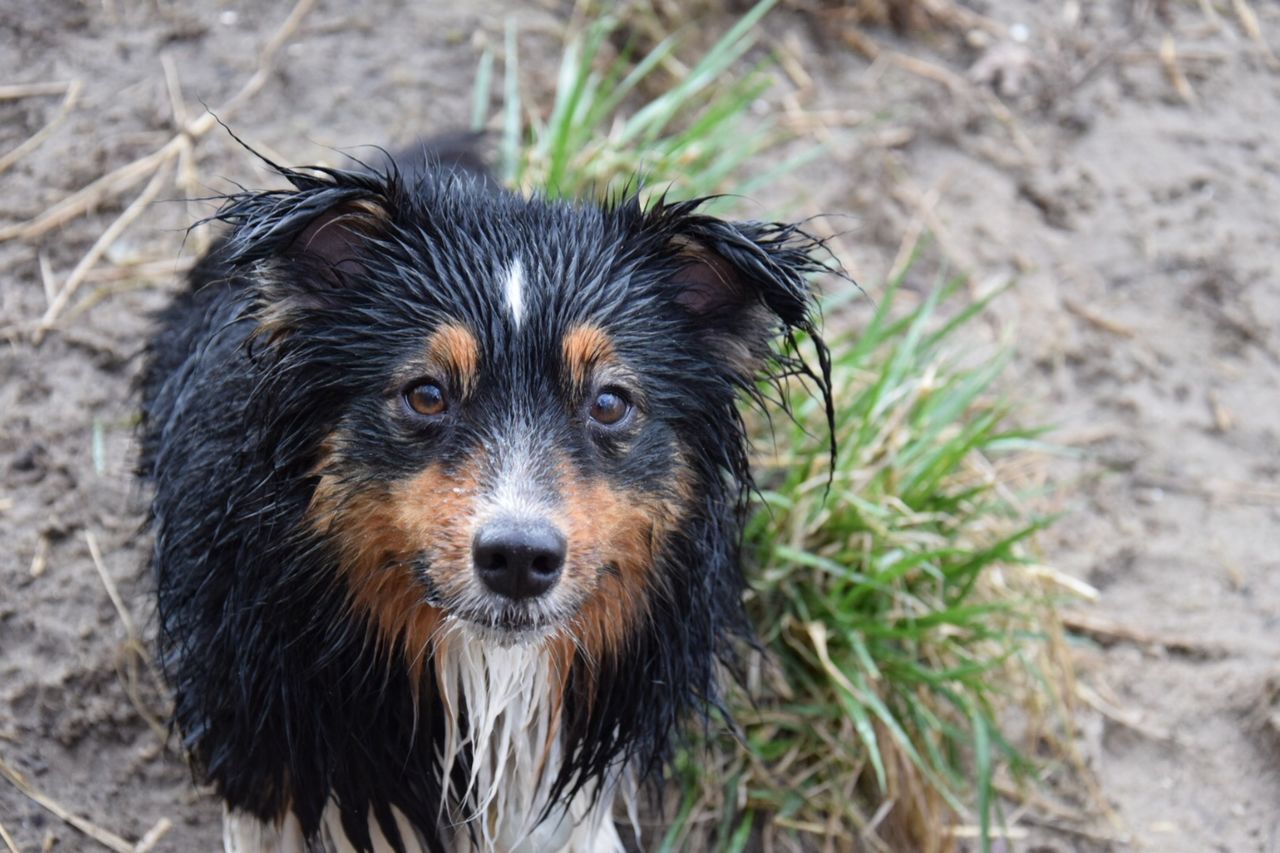 PORTRAIT OF DOG OUTDOORS