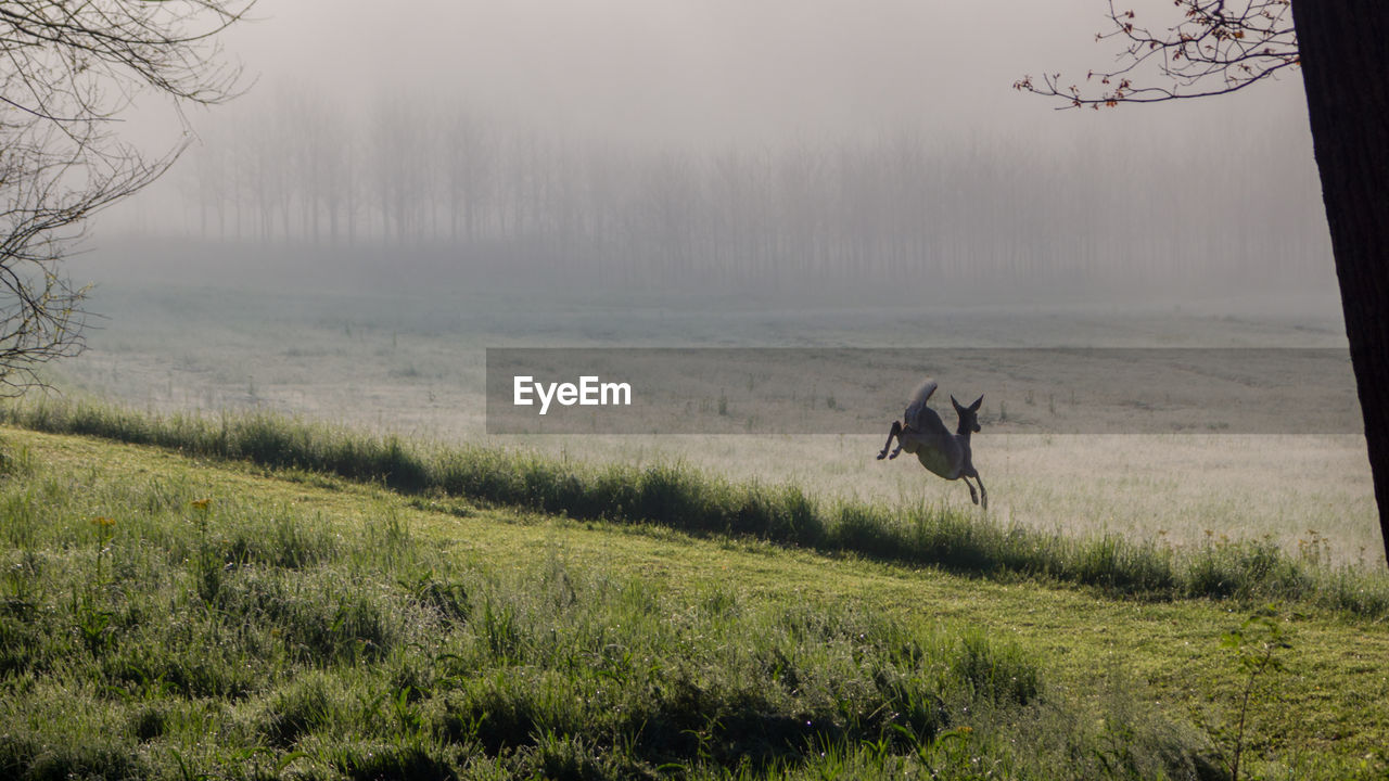 Deer leaping to safety on a foggy rural country morning