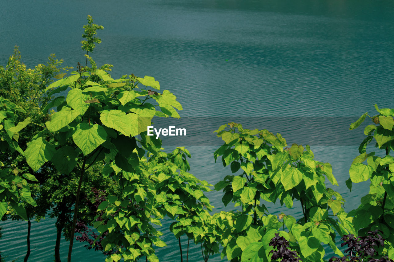 High angle view of fresh green plants in water