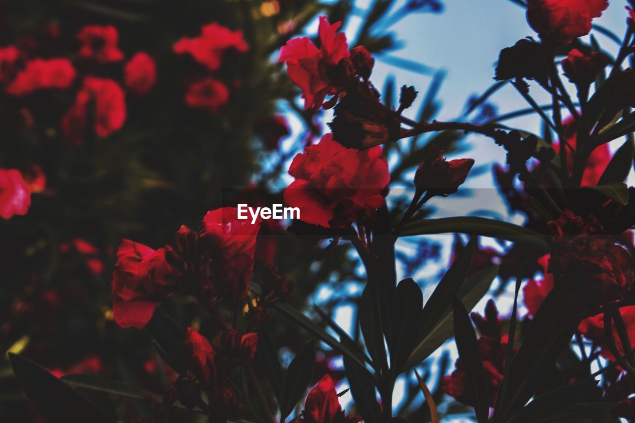 LOW ANGLE VIEW OF RED FLOWERING PLANT