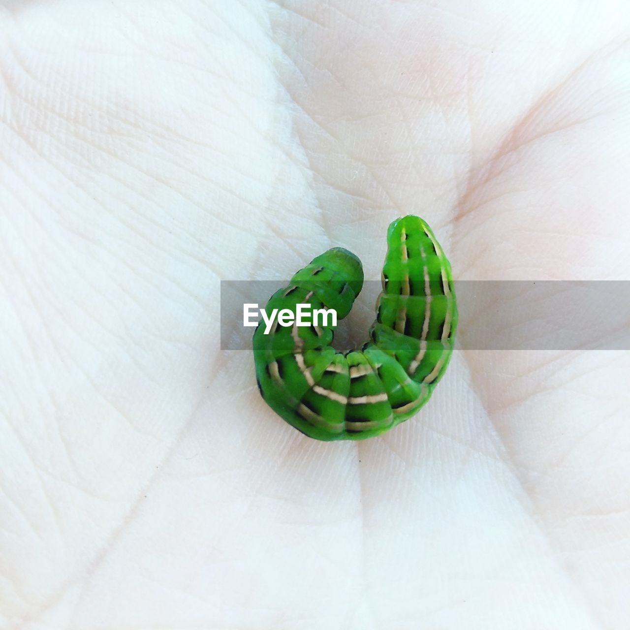 Close-up of hand holding green caterpillar 