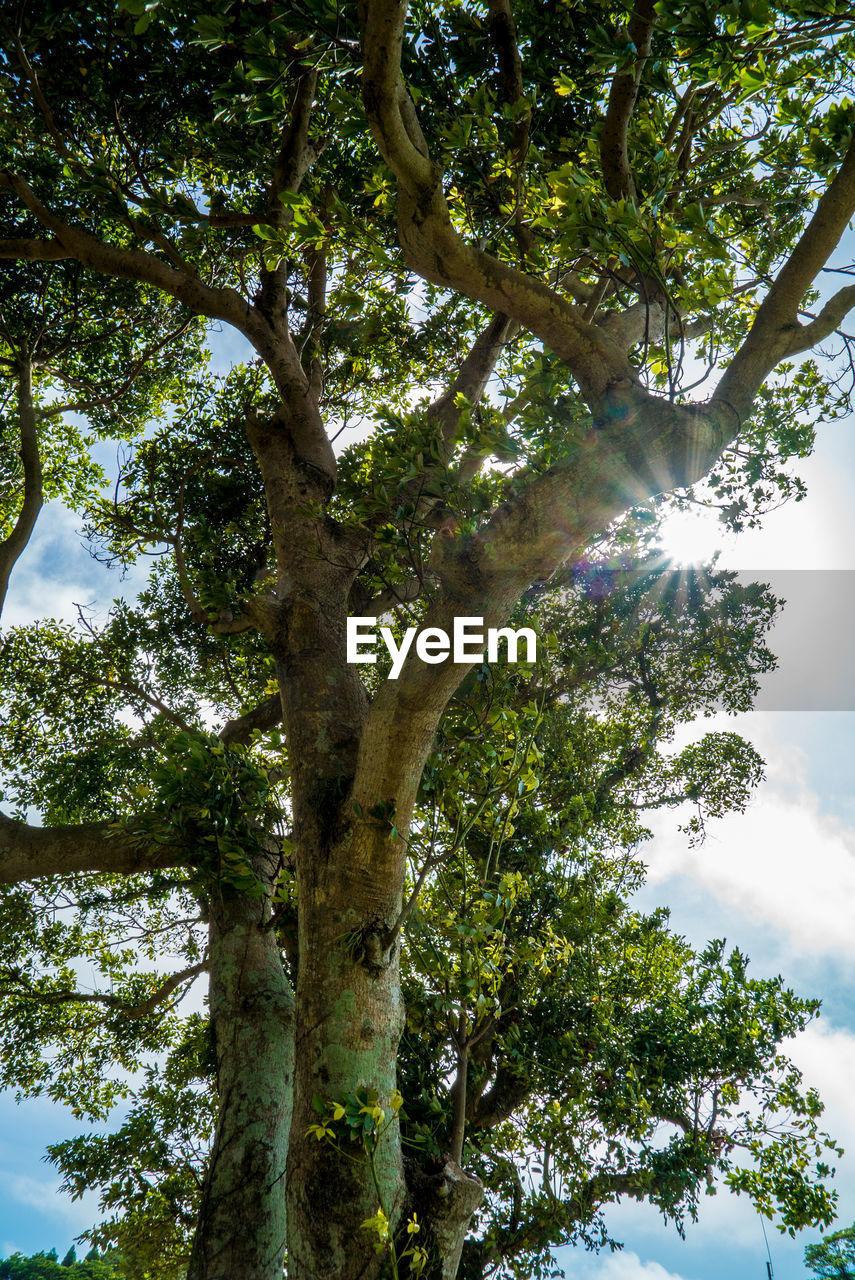 LOW ANGLE VIEW OF TREES AGAINST SKY IN FOREST