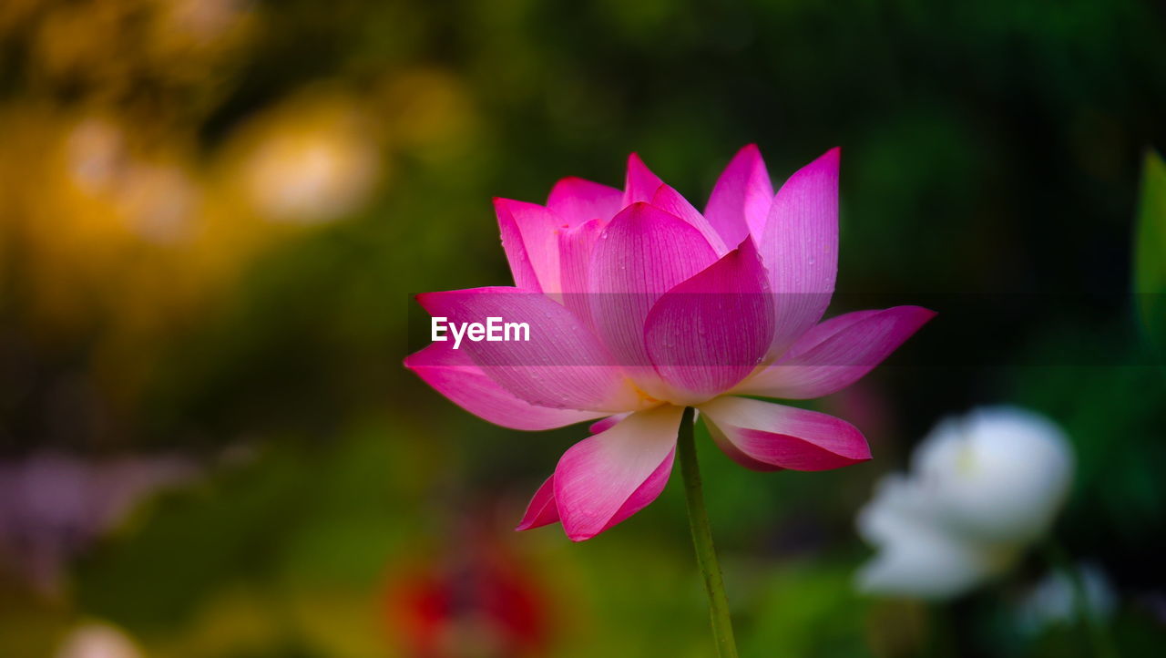 close-up of pink water lily