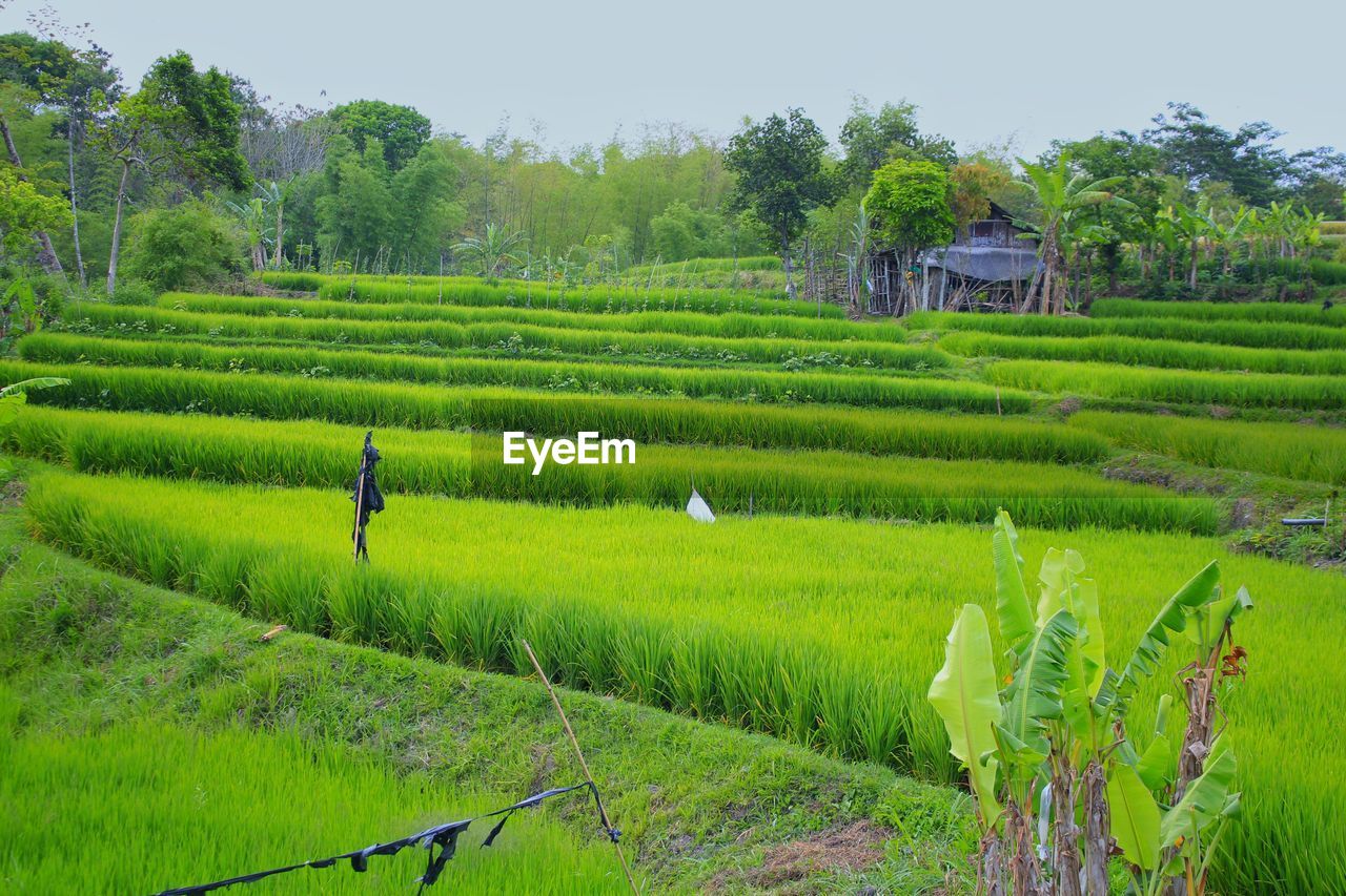 SCENIC VIEW OF AGRICULTURAL FIELD