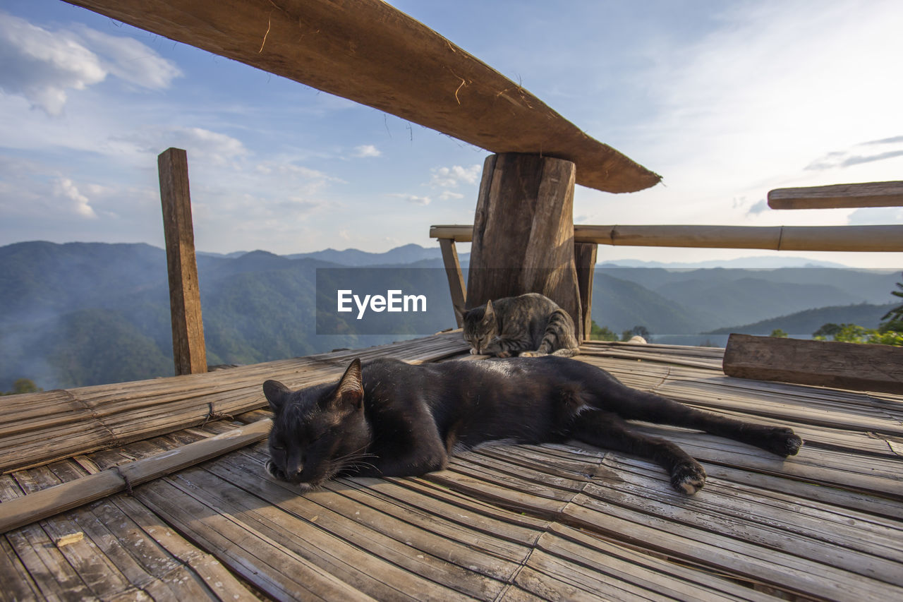 View of a dog resting on wooden mountain