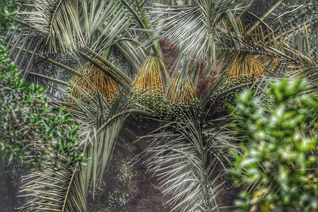 CLOSE-UP OF PLANTS