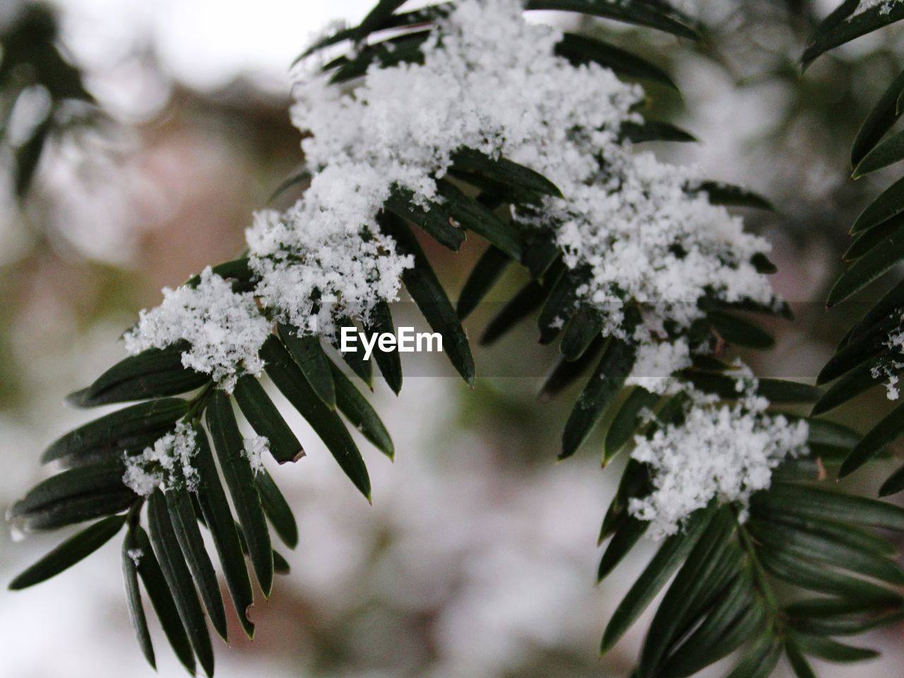 CLOSE-UP OF SNOW COVERED FLOWER TREE