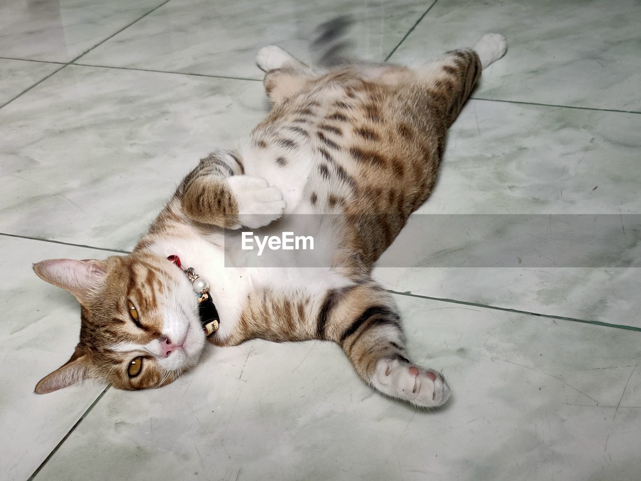 HIGH ANGLE VIEW OF CAT RELAXING ON FLOOR