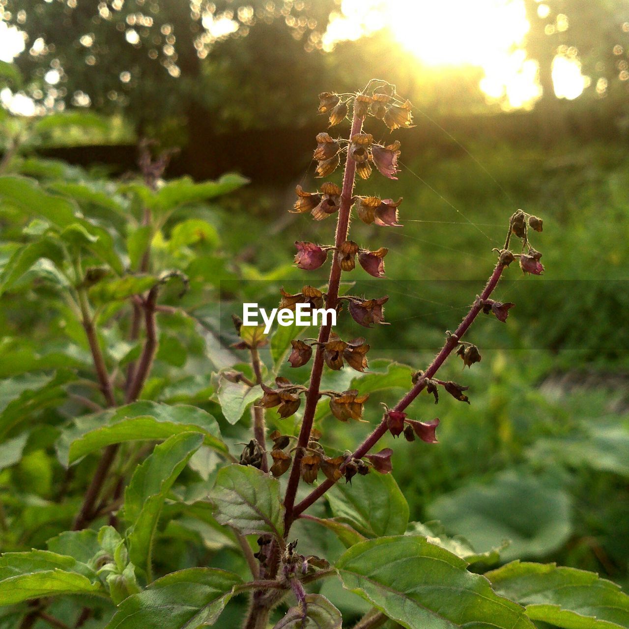 CLOSE-UP OF FRESH GREEN PLANT