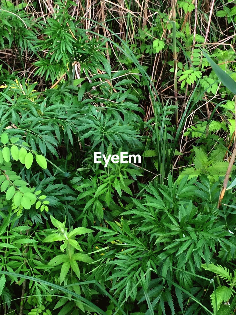 Full frame shot of green leaves