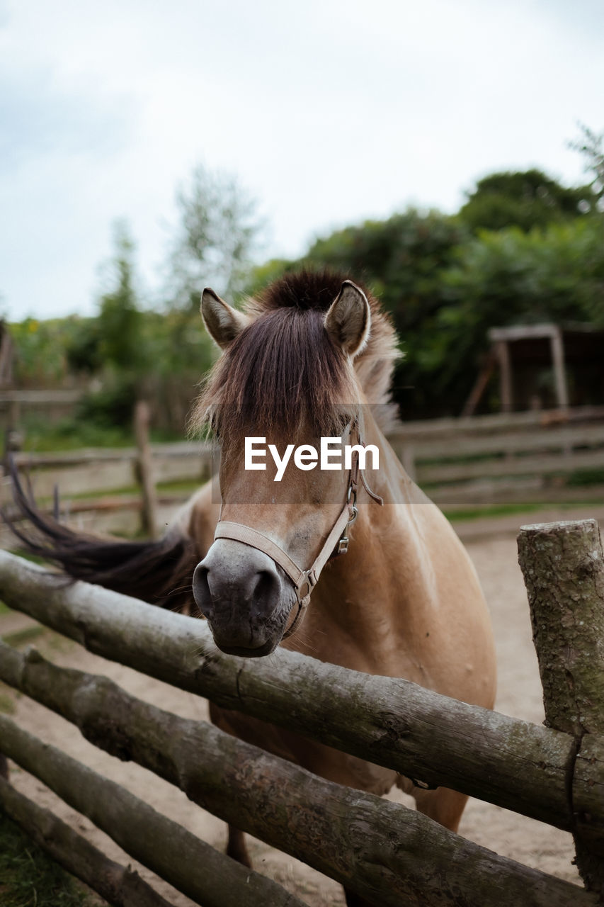 Horse standing on field