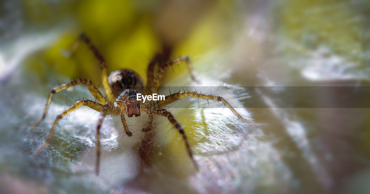 CLOSE-UP VIEW OF SPIDER