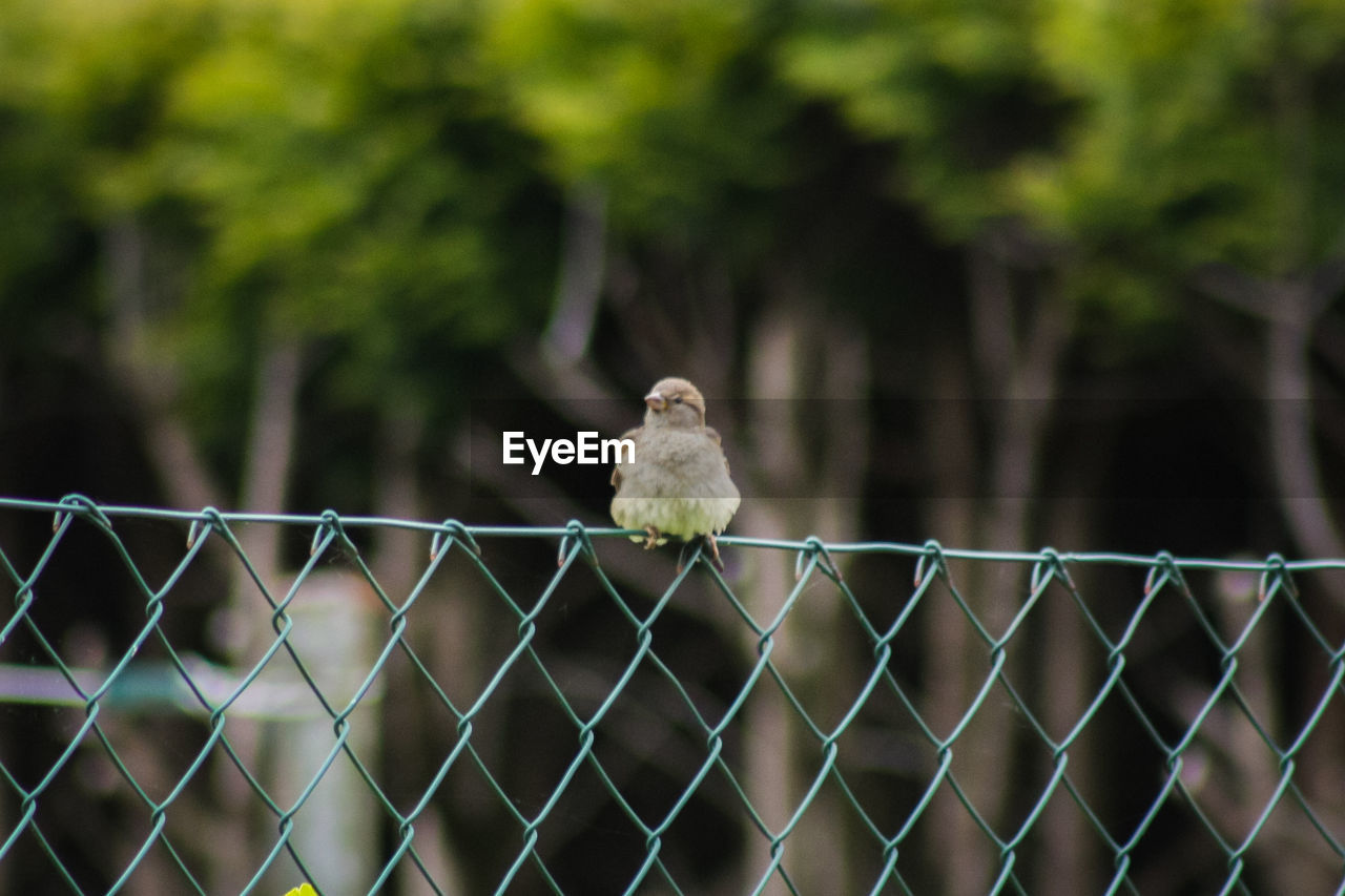 BIRD PERCHING ON A FENCE AGAINST BLURRED BACKGROUND