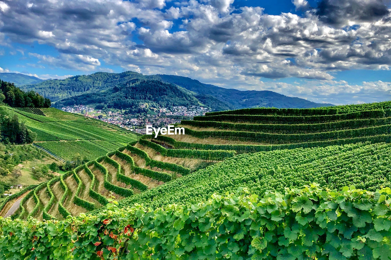 Scenic view of agricultural field against sky