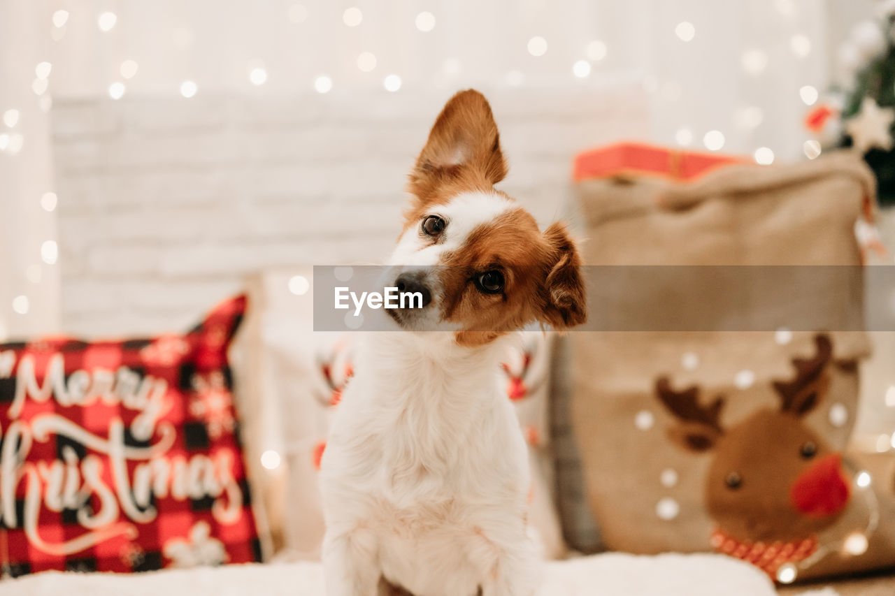 Cute jack russell dog indoor in front of christmas decoration at home