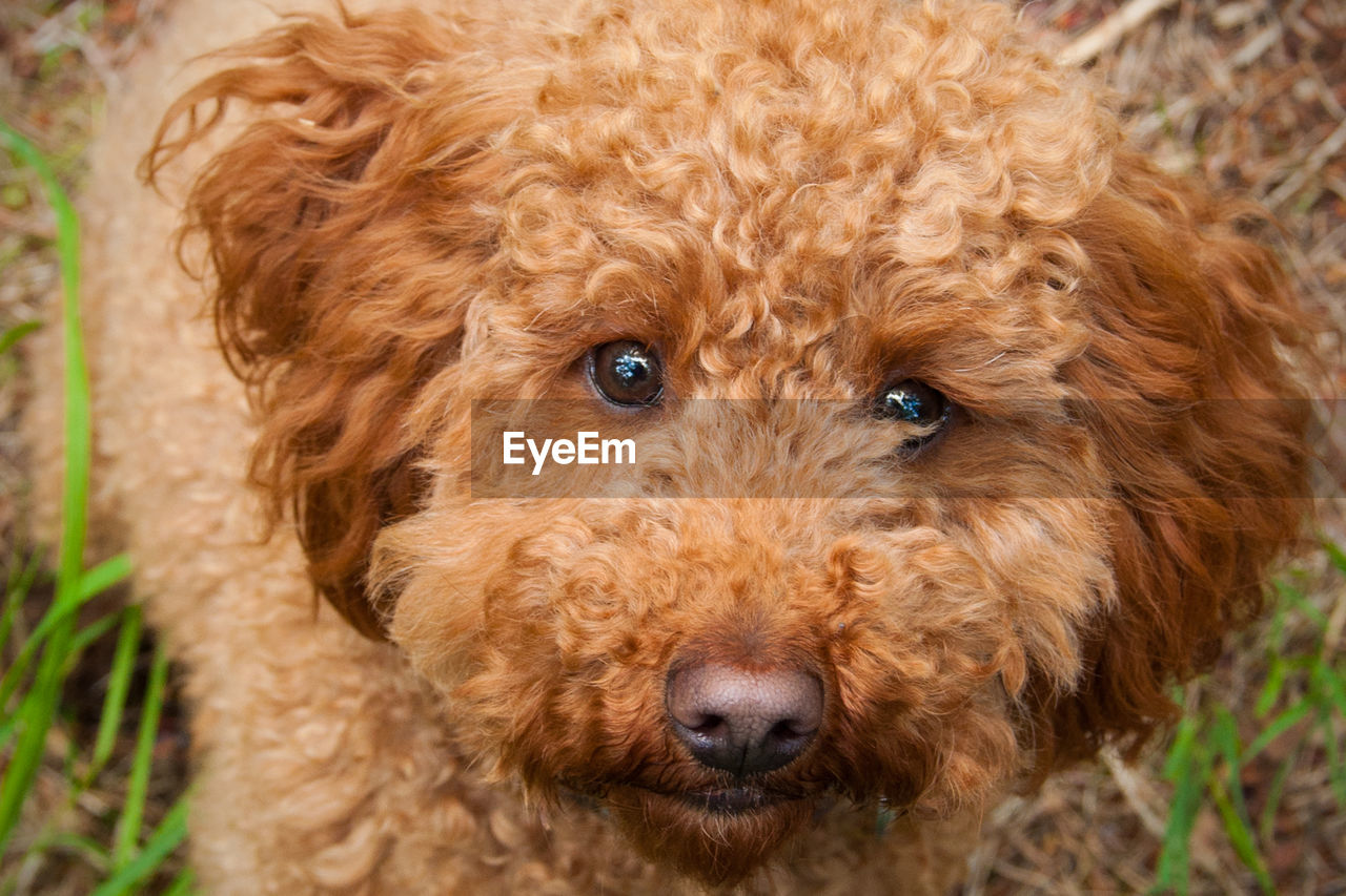 Close-up portrait of cockapoo