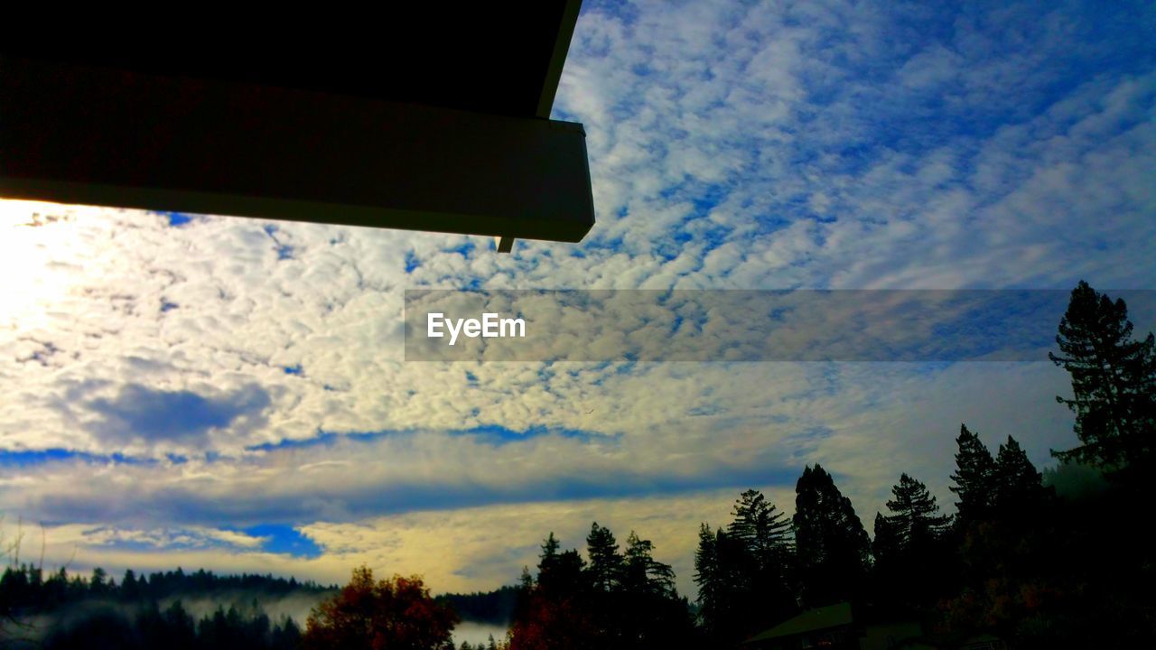 LOW ANGLE VIEW OF TREES AGAINST SKY