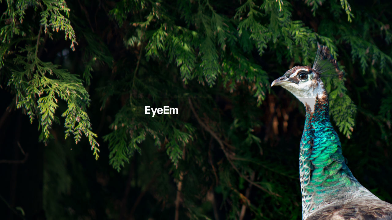 CLOSE-UP OF A BIRD AGAINST PLANTS
