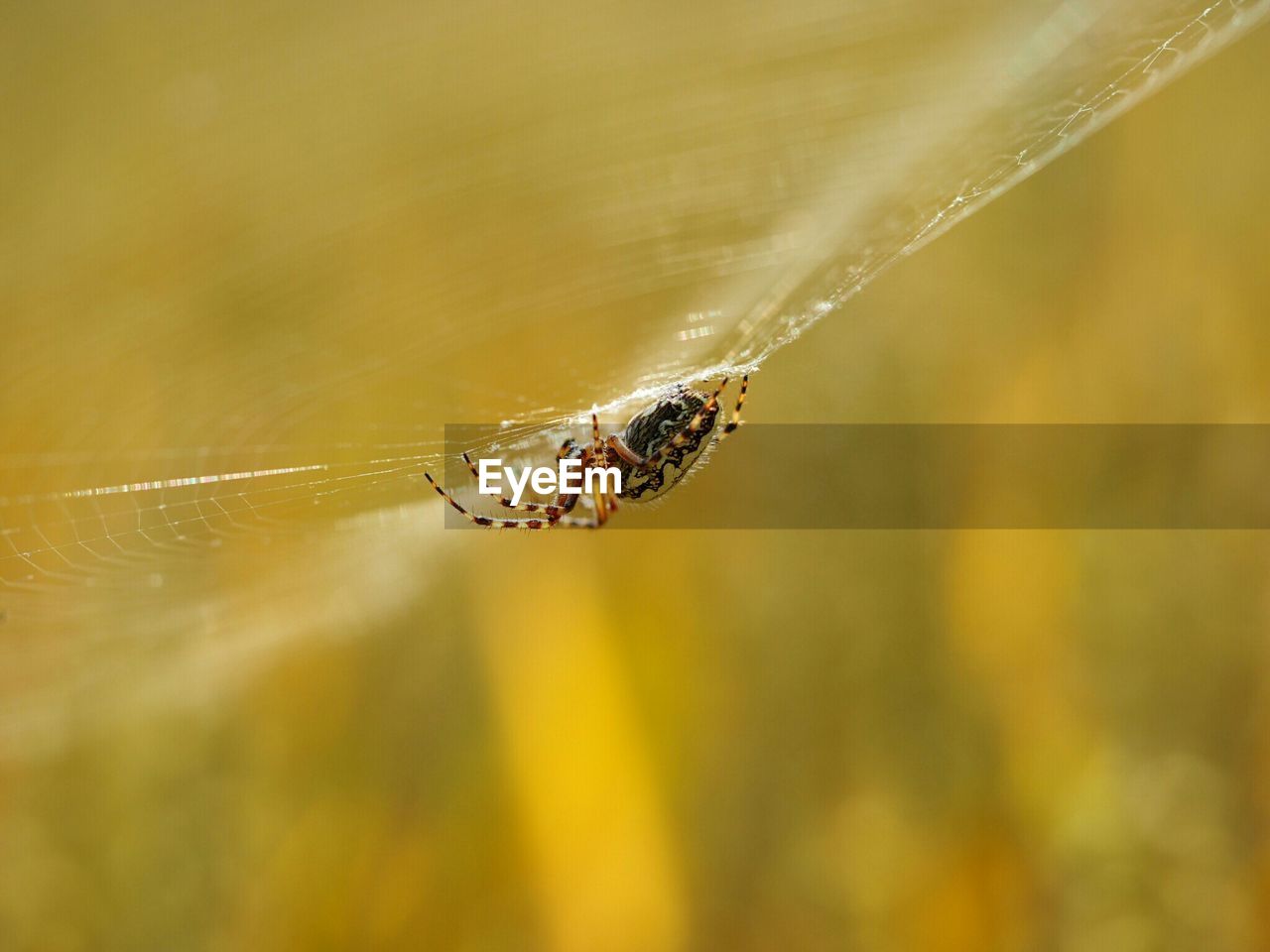 Close-up of wasp spider on web