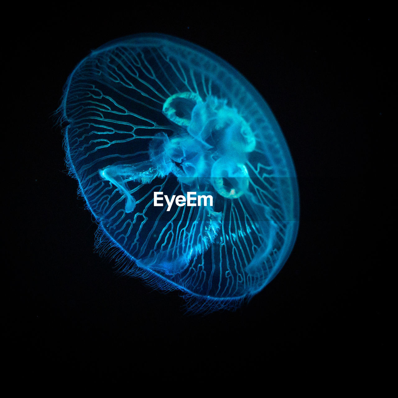 Close-up of jellyfish against blue background