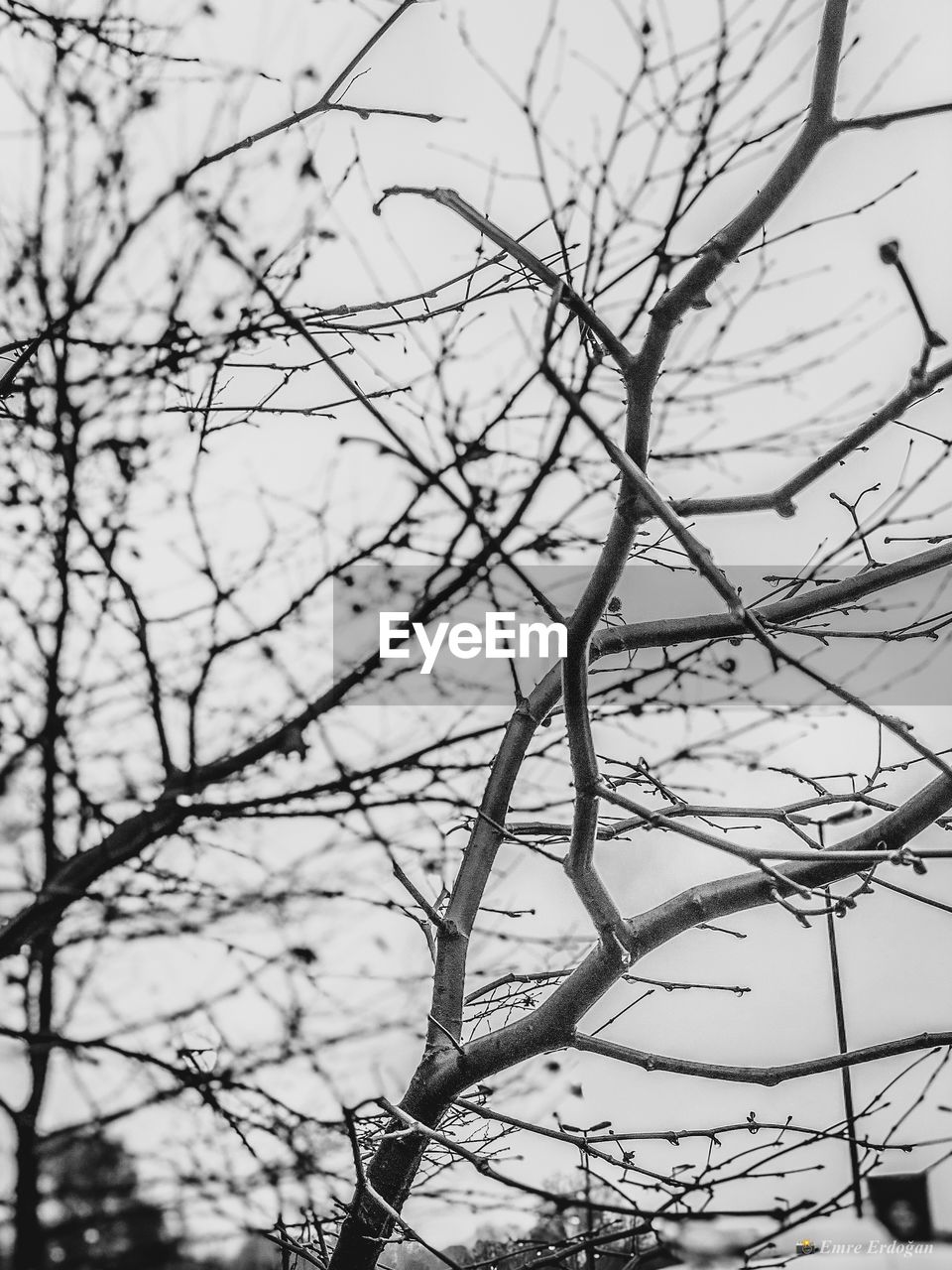 LOW ANGLE VIEW OF BARE TREE AGAINST THE SKY