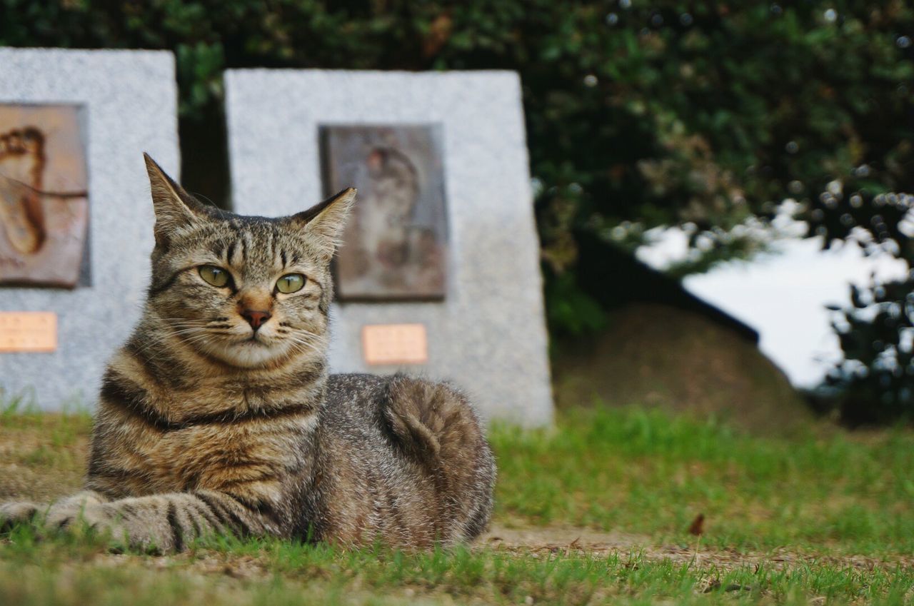 Close-up of cat relaxing on grassy field