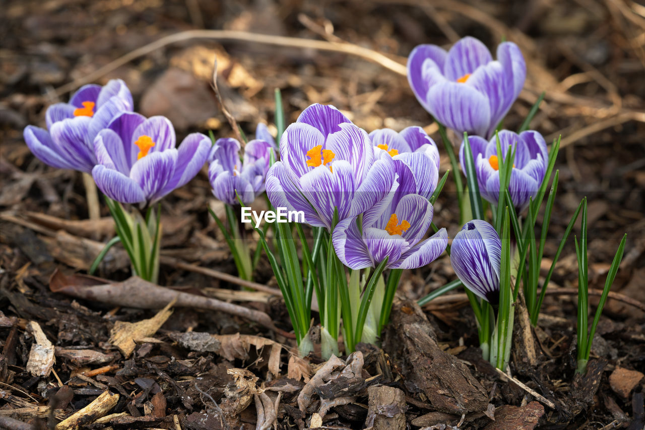 Crocus, close up image of the flowers of spring