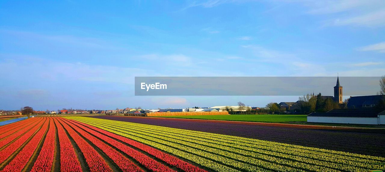 Panoramic view of flowers blooming on field against sky