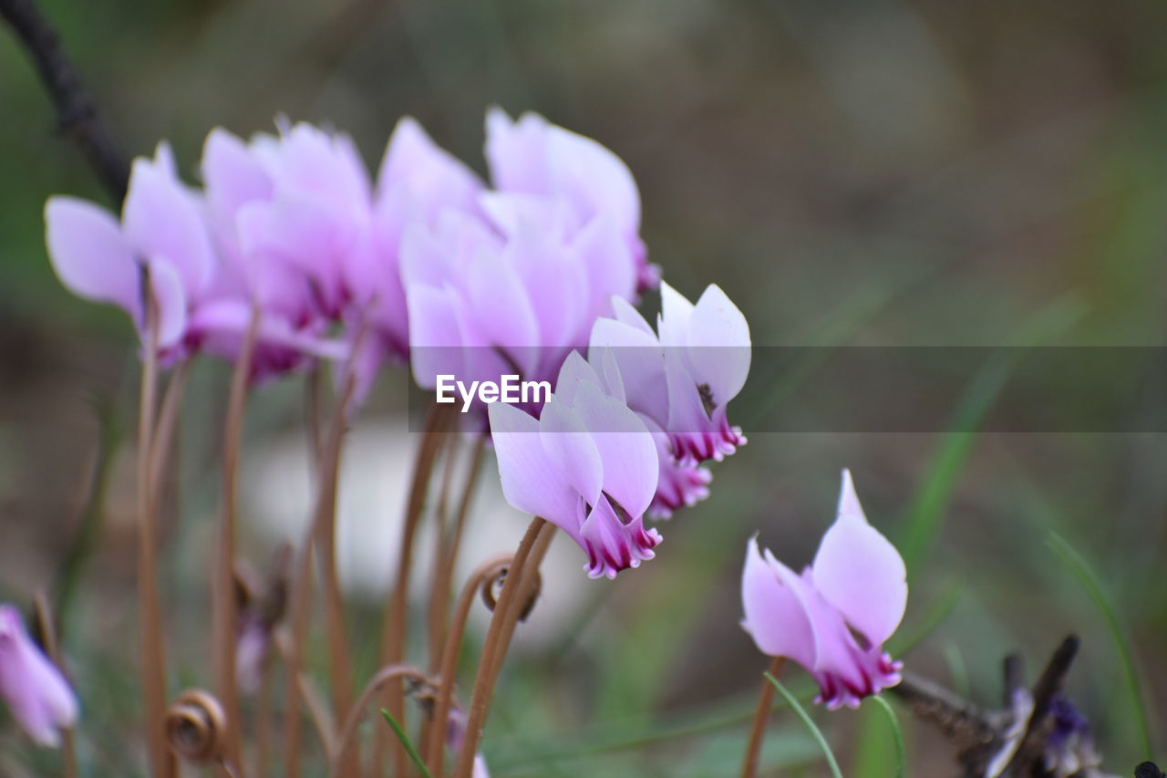 Cyclamen cilicium stands for the beginning of spring