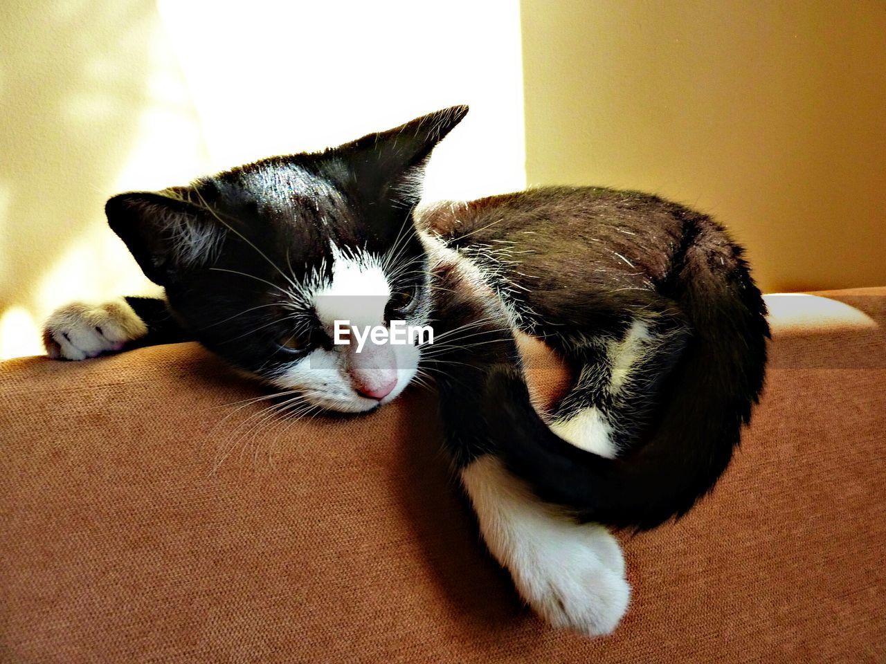 Cat resting on sofa