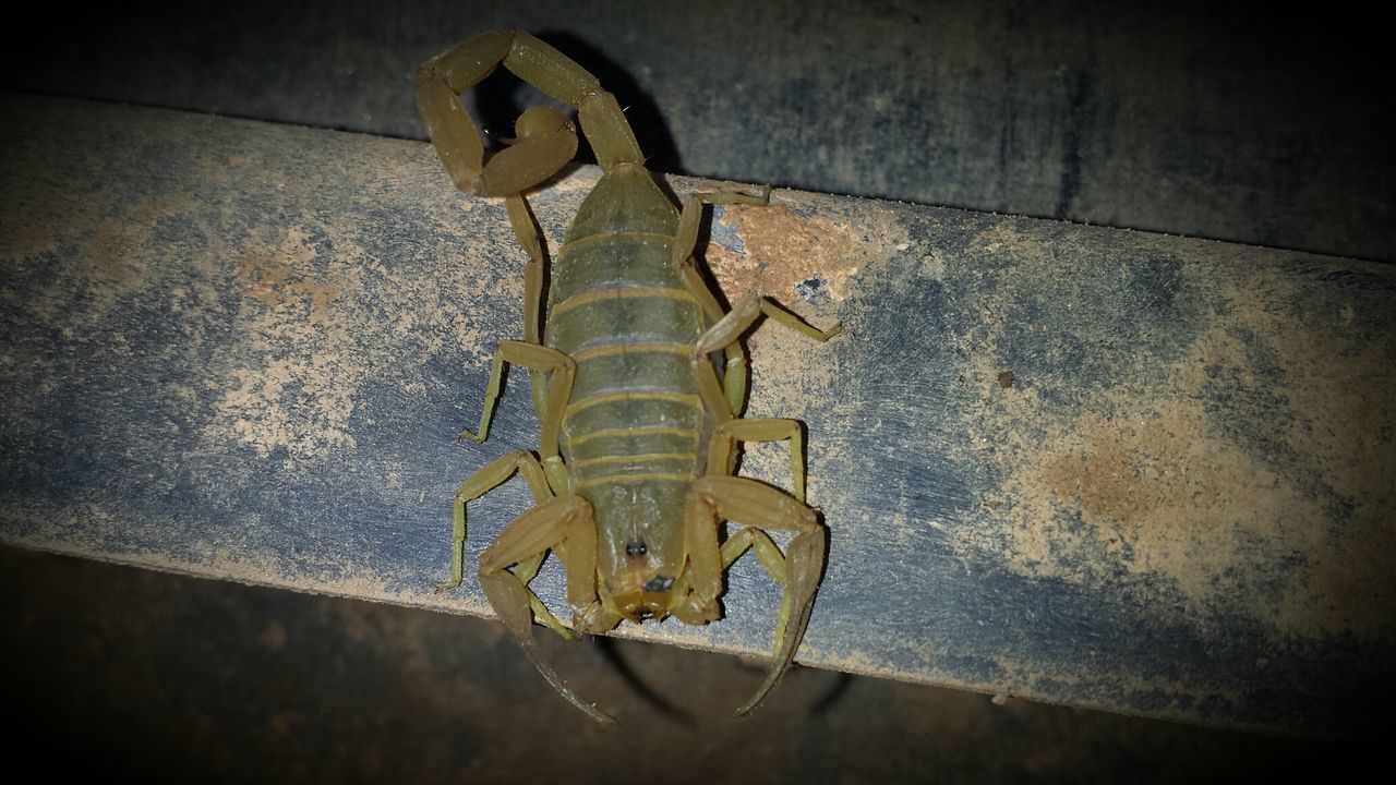 Scorpion on bench