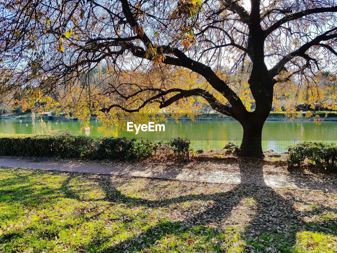 SCENIC VIEW OF LAKE ALONG TREES