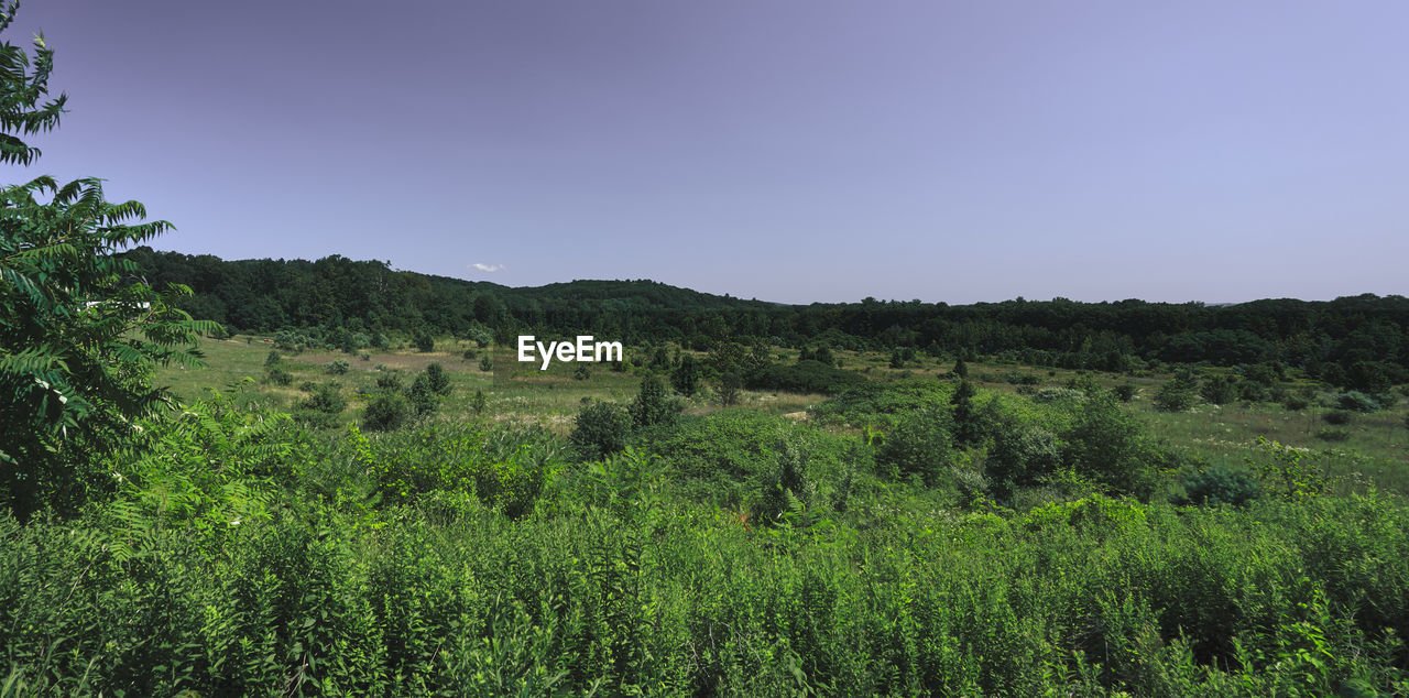 Scenic view of field against clear sky