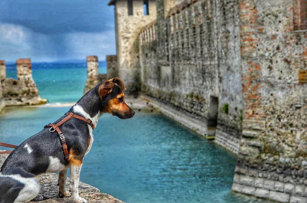 CLOSE-UP OF DOG AGAINST BUILT STRUCTURE