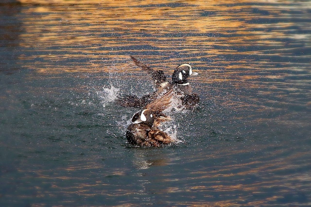 High angle view of ducks splashing water in lake