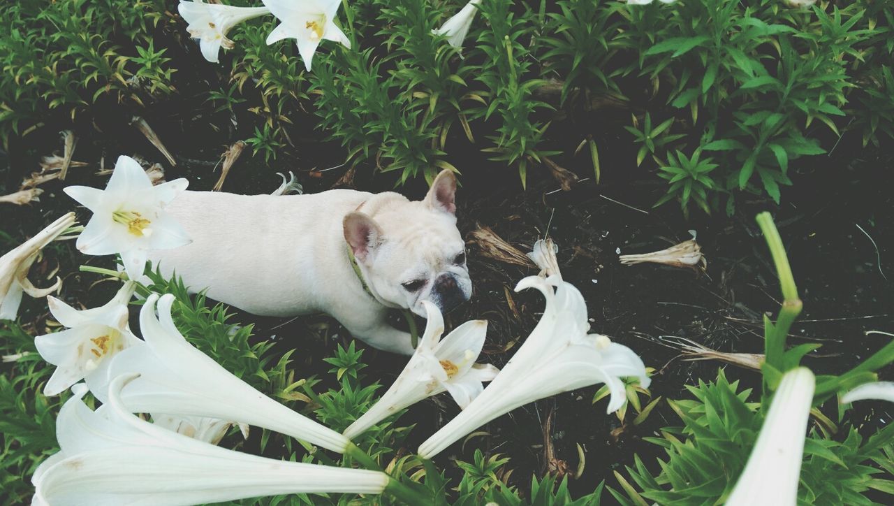 French bulldog walking through flower field