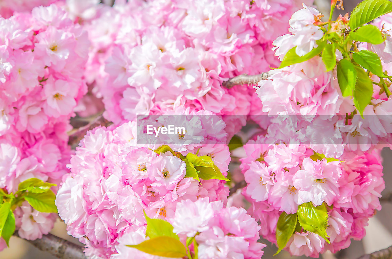 CLOSE-UP OF PINK CHERRY BLOSSOMS IN SPRING