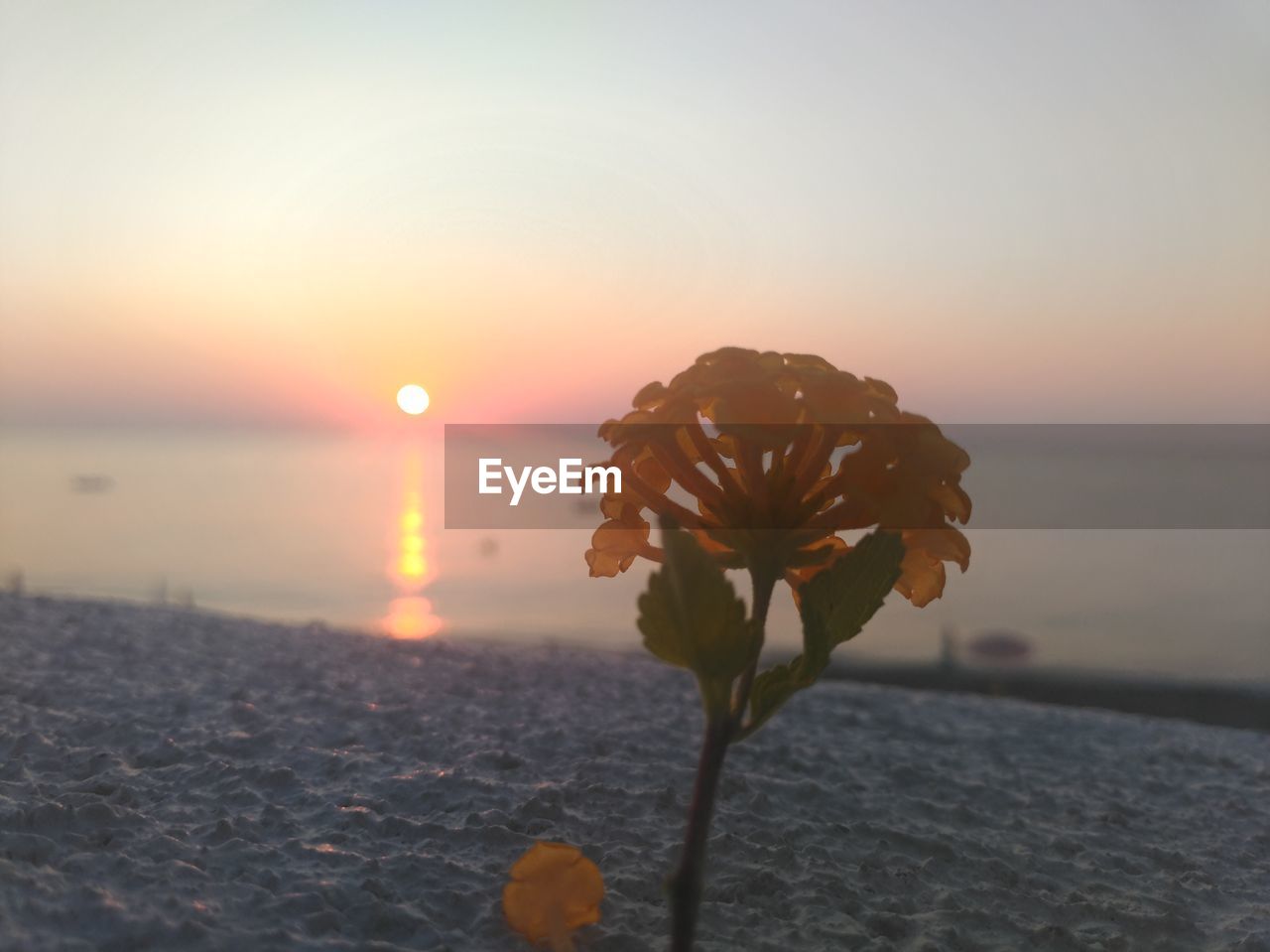 CLOSE-UP OF FLOWERING PLANT AT SEA DURING SUNSET