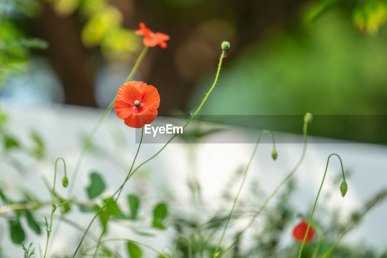 CLOSE-UP OF RED POPPY