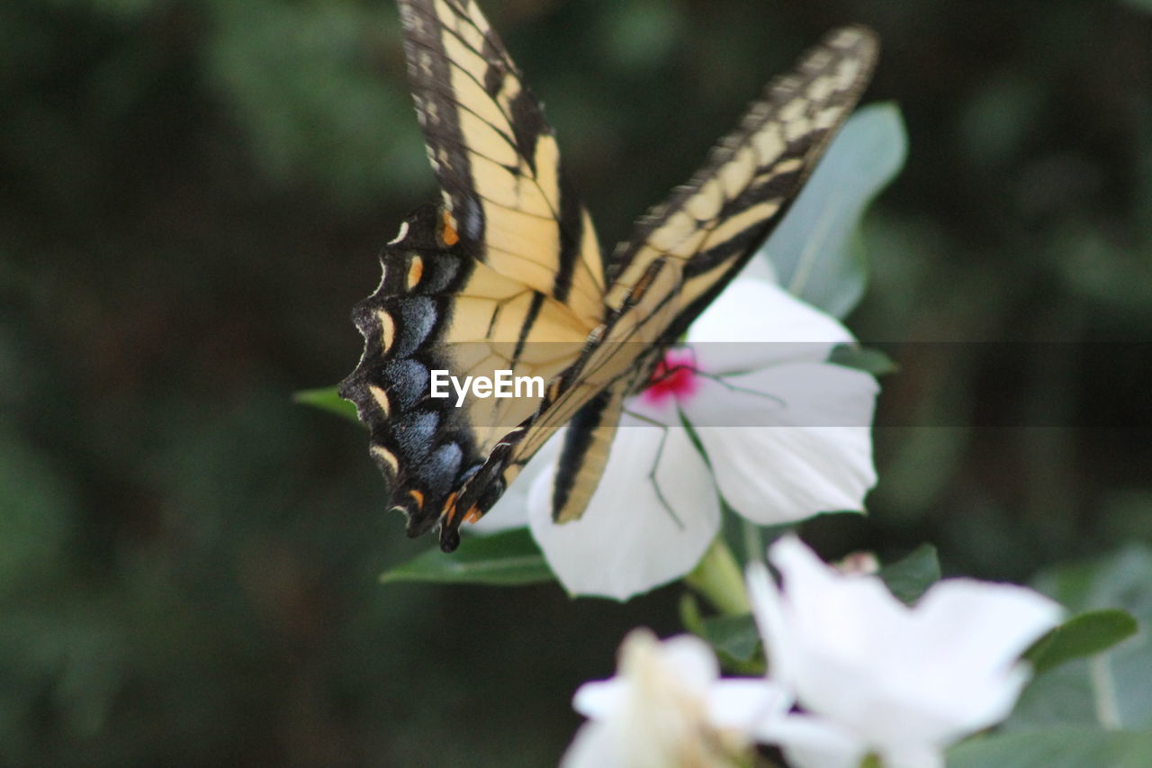 CLOSE-UP OF BUTTERFLY PERCHING ON FLOWER