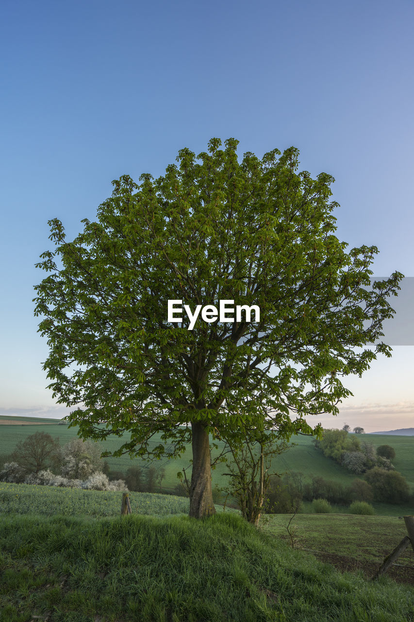 Tree on field against clear sky