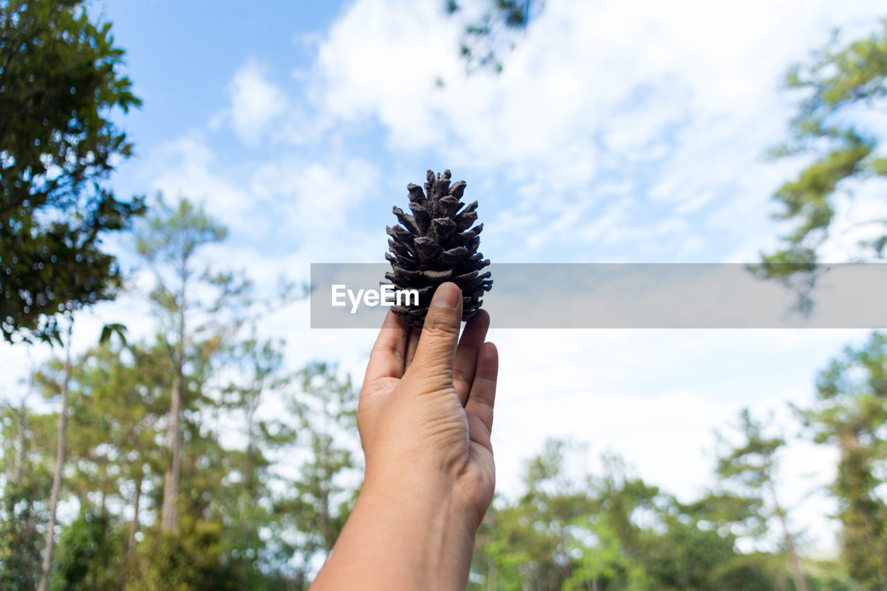 Cropped hand holding pine cone against sky