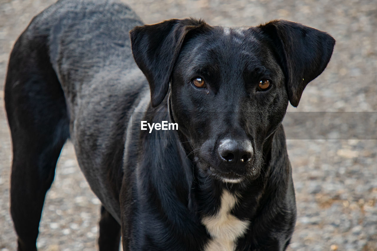 Close-up portrait of black dog