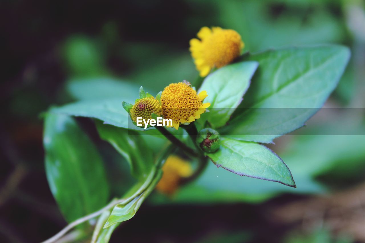 Close-up of yellow flowering plant