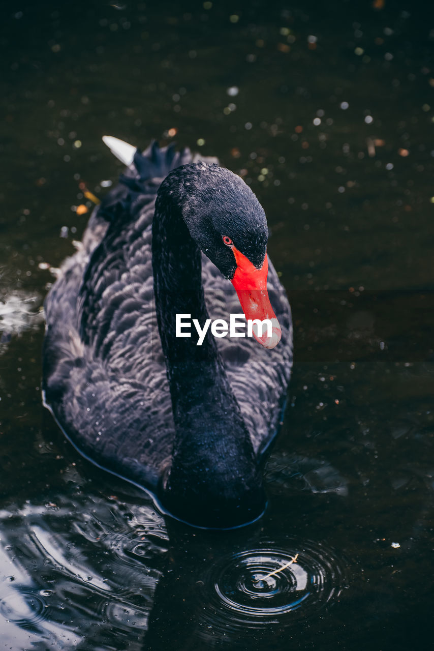 Swan swimming in a lake