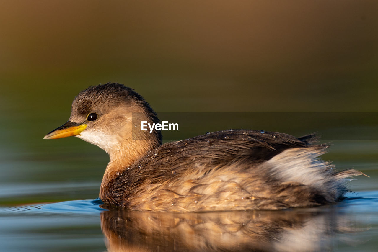 CLOSE-UP SIDE VIEW OF A DUCK