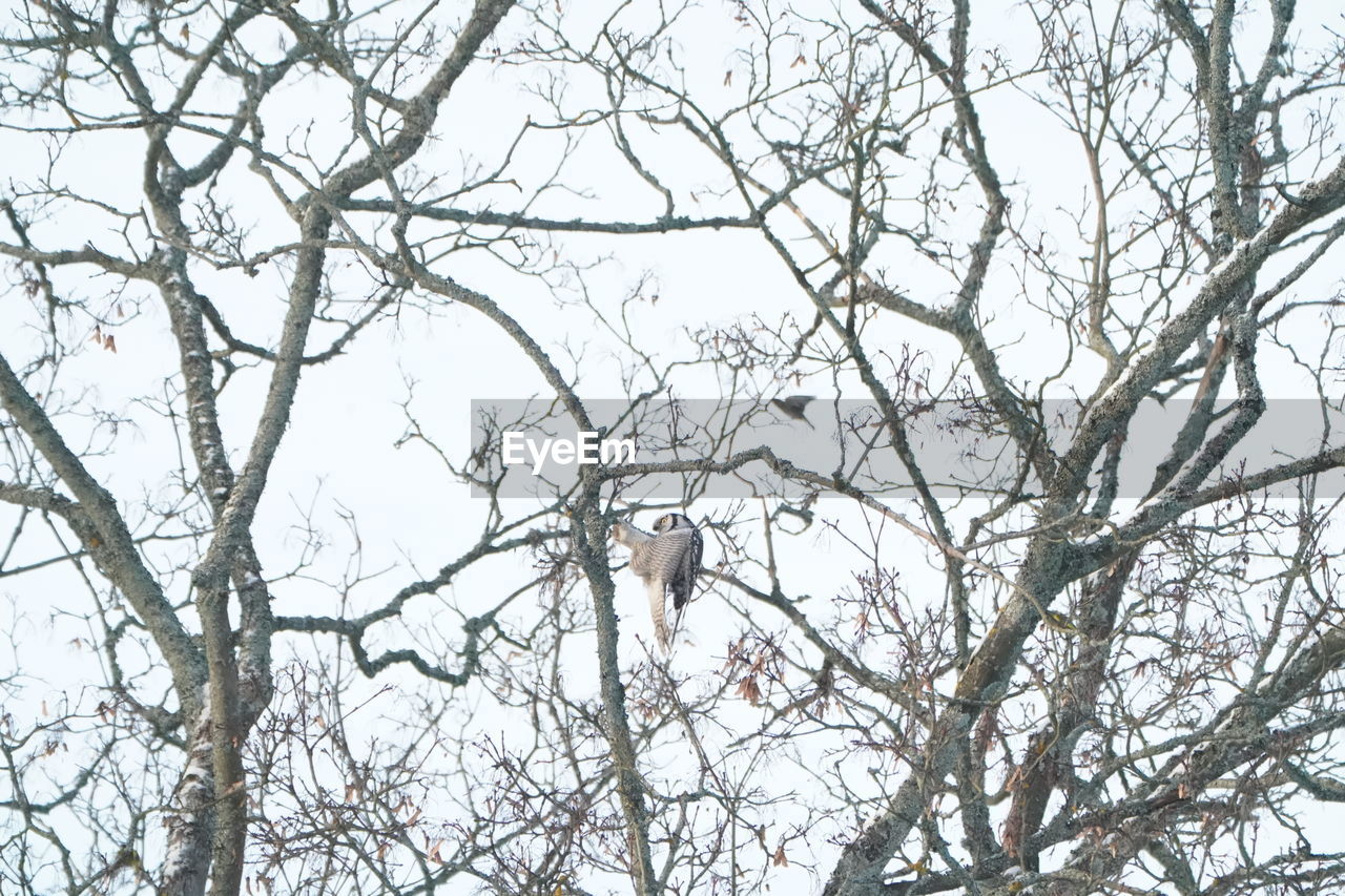 LOW ANGLE VIEW OF BIRD PERCHING ON TREE AGAINST SKY