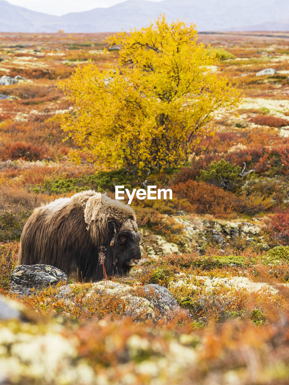 Musk ox in autumn landscape